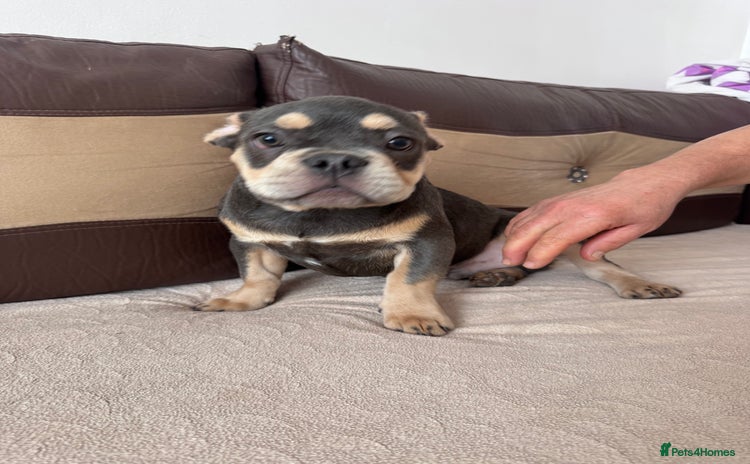 French Bulldog dogs - Advert 4