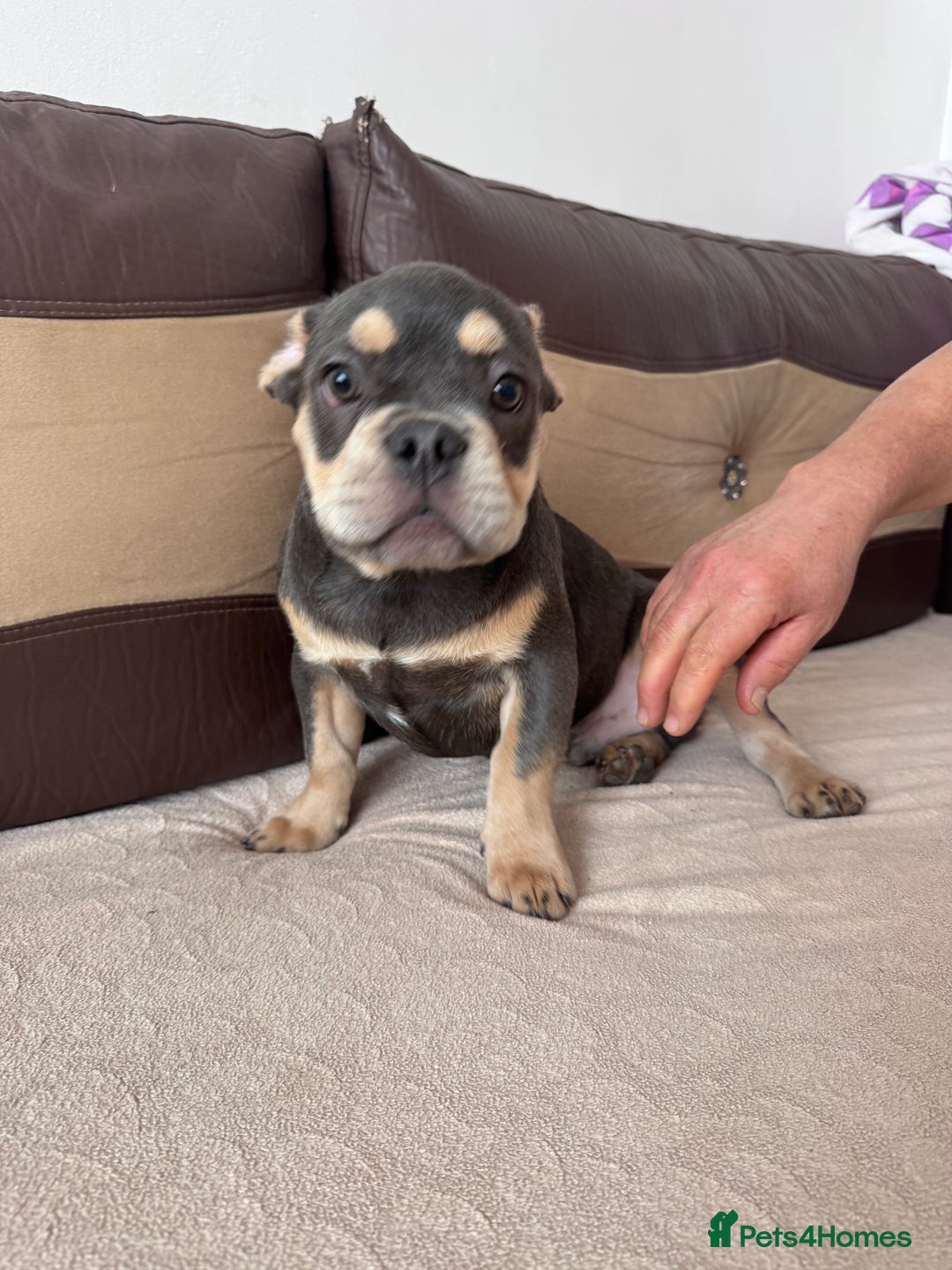 French Bulldog dogs for sale: French bulldogs - Image 5