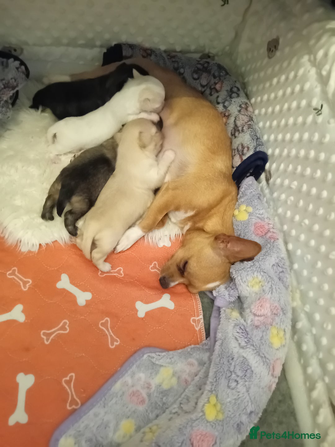 Chihuahua dogs for sale: Little white girl chihuahua  - Image 7