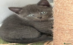 Mixed Breed cats for sale: British short hair kittens  - Image 1