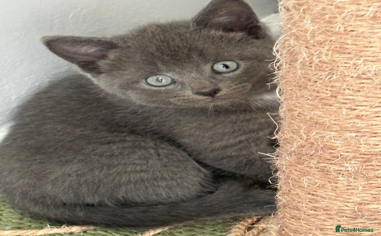 Mixed Breed cats - Advert 6