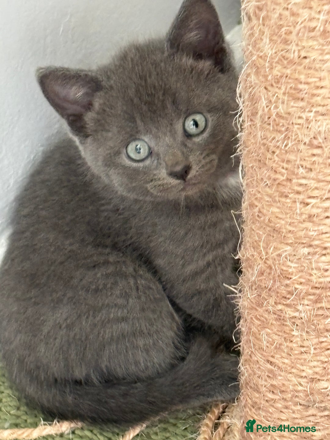 Mixed Breed cats for sale: British short hair kittens  - Image 1