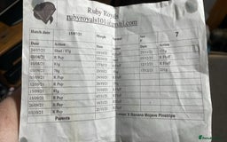 Gouramis fish for sale: 3 ball pythons  in Sutton-in-Ashfield - Image 5