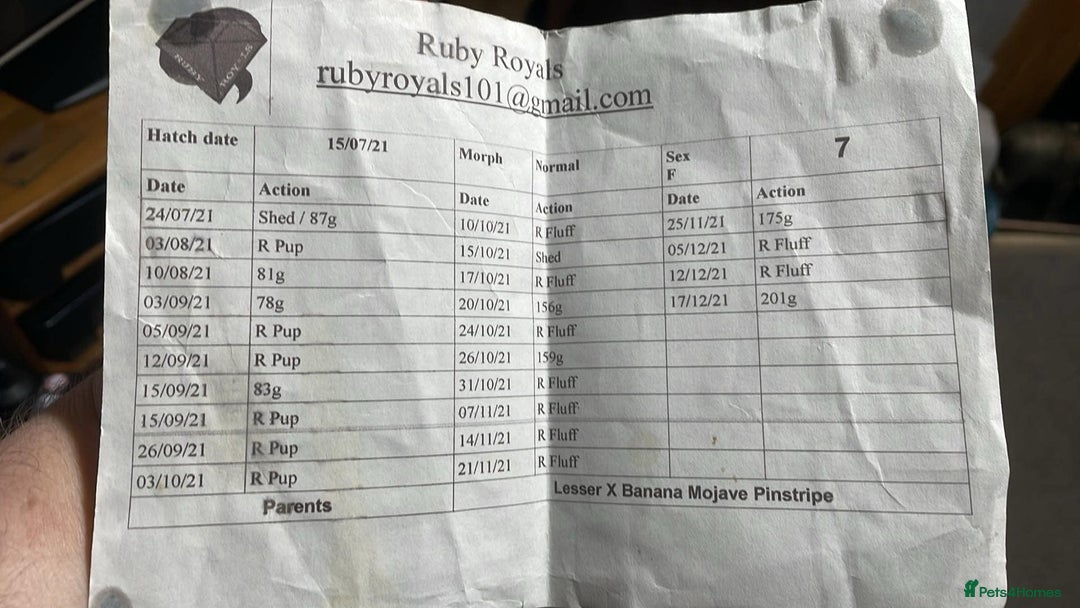 Gouramis fish for sale: 3 ball pythons  in Sutton-in-Ashfield - Image 5