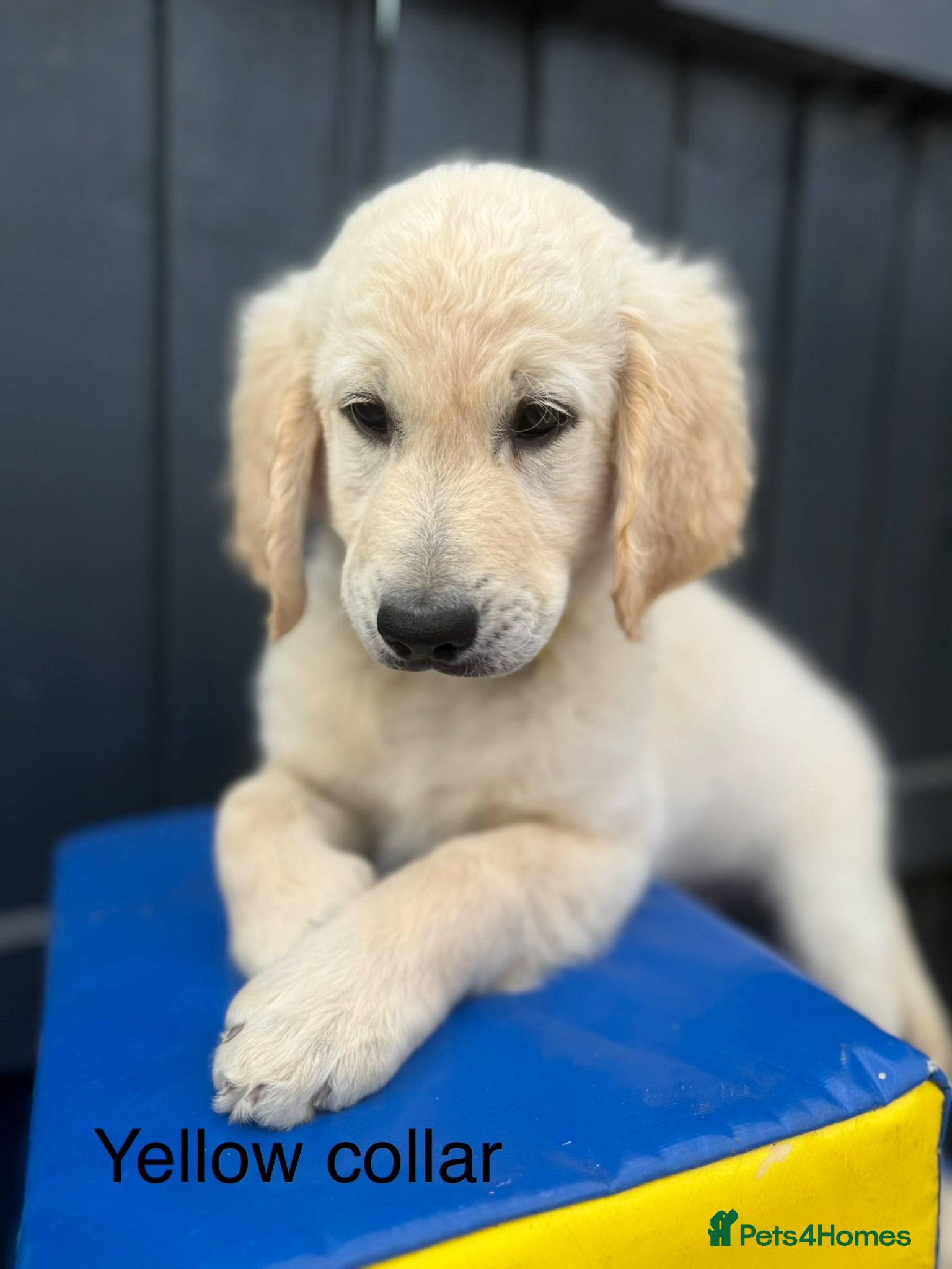 Goldendoodle dogs 🐾 Goldendoodle Puppies ready for forever homes 🐾 - Advert 2