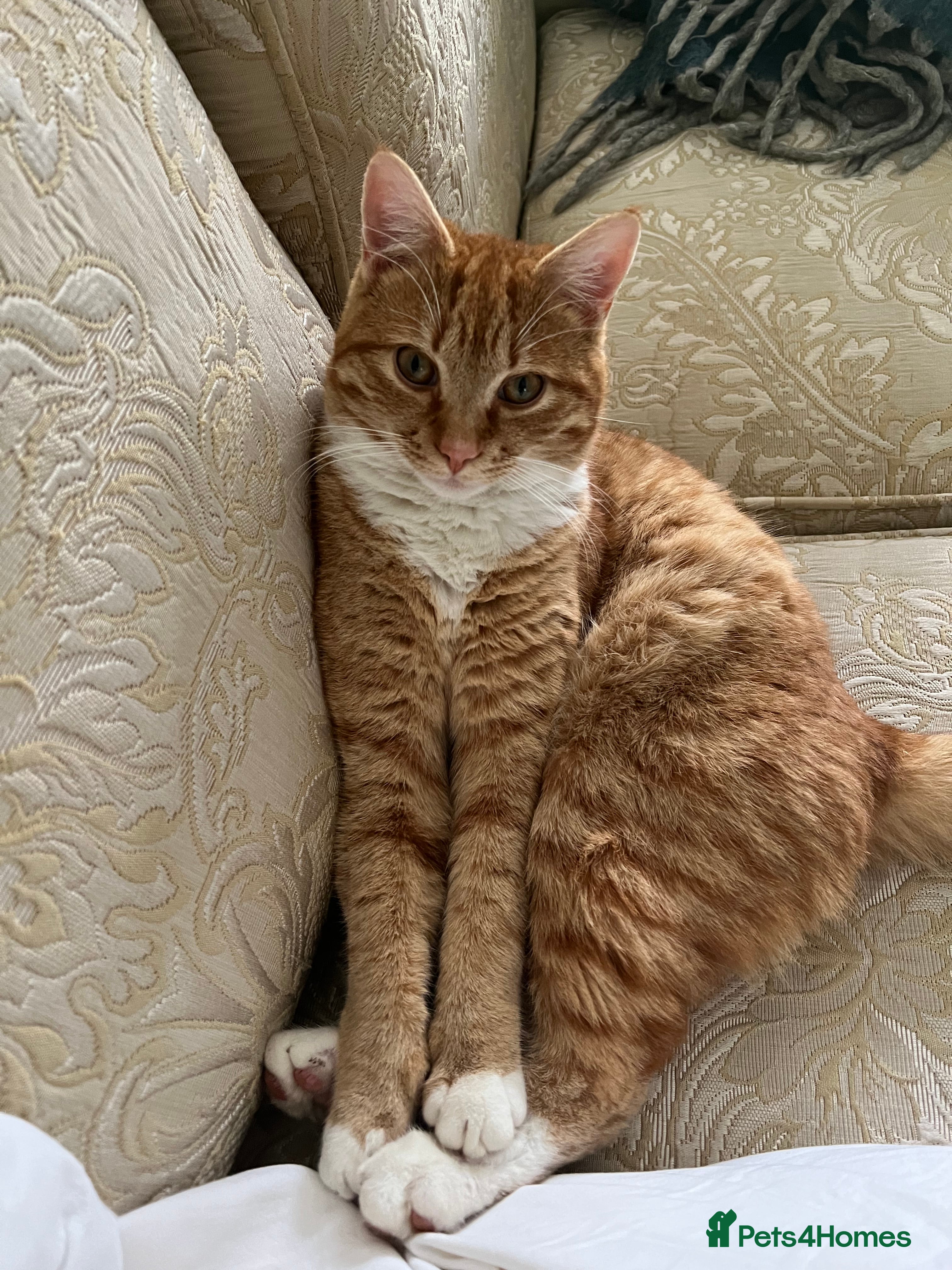 American Shorthair cats 4 year old boy for sale  - Advert 4