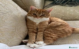 American Shorthair cats for sale: 4 year old boy for sale  - Advert 1