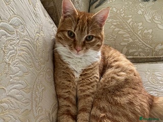 American Shorthair cats 4 year old boy for sale - Advert 1
