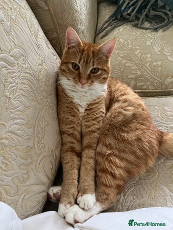 American Shorthair cats 4 year old boy for sale - Advert 4