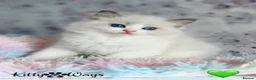 Ragdoll cats for sale: 🐾🩷*TICA REG* EU RAGDOLL KITTENS🌟 DNA CLEAR 🩵🐾 - Advert 22