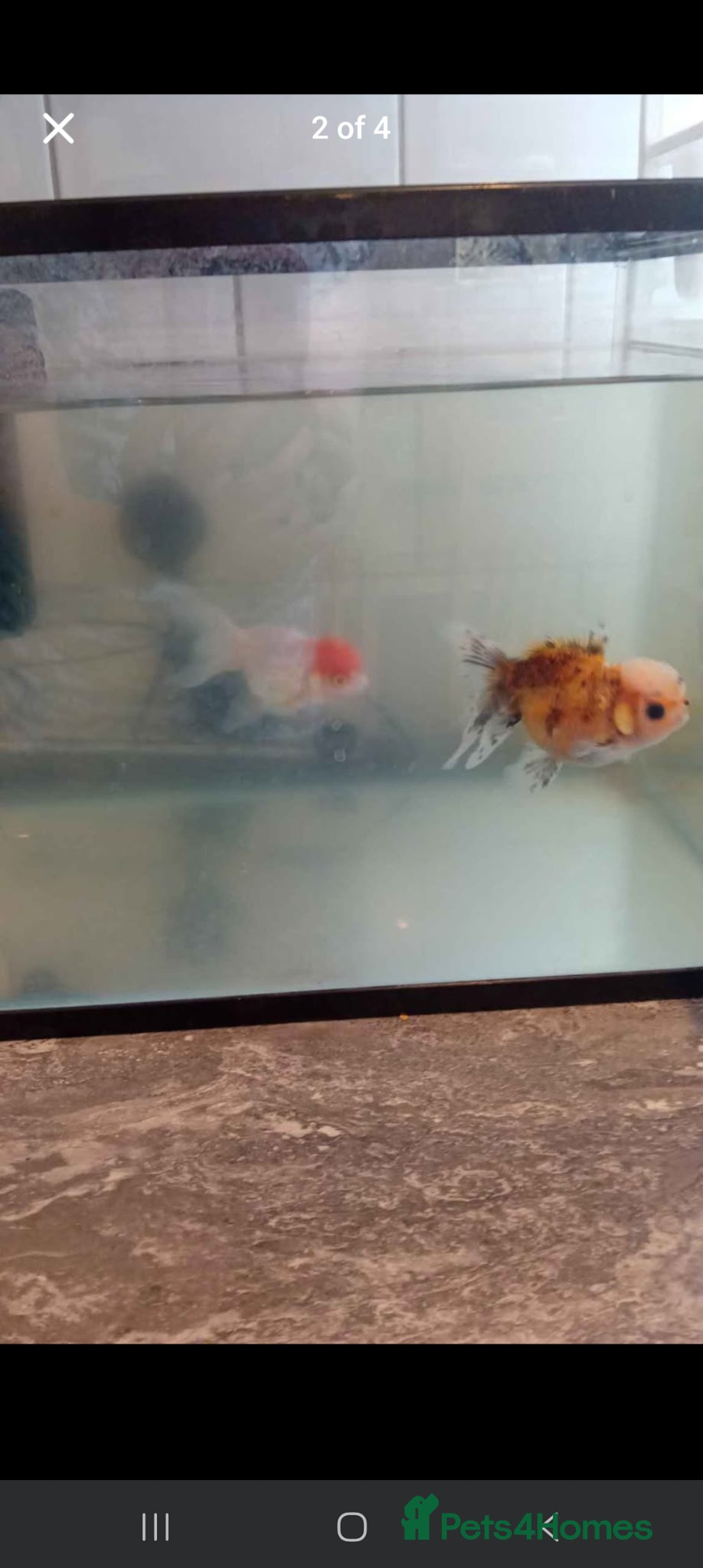 Fancy Goldfish fish for sale: 2fancy goldfish - Advert 2