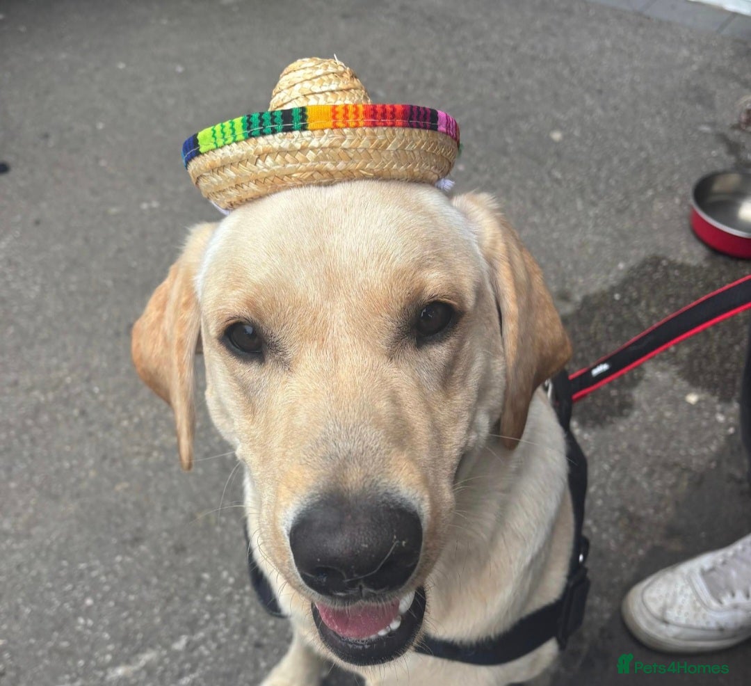 Labrador Retriever dogs for stud: Proven KC Reg, Healthy Friendly Labrador for Stud - Advert 5