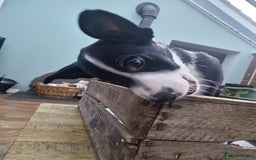 Mixed Breed dogs for sale: 2 Female Collie pups for sale - Advert 5