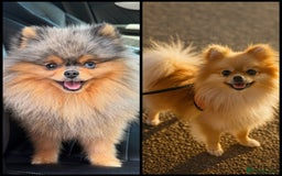 Pomeranian dogs for sale: Miniature Teddy Bear Pomerainian Puppies - Image 4