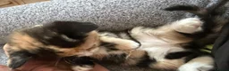 Siamese cats for sale: Siamese Mum Ragdoll±Bengal Dad Blue eyed kittens - Advert 11