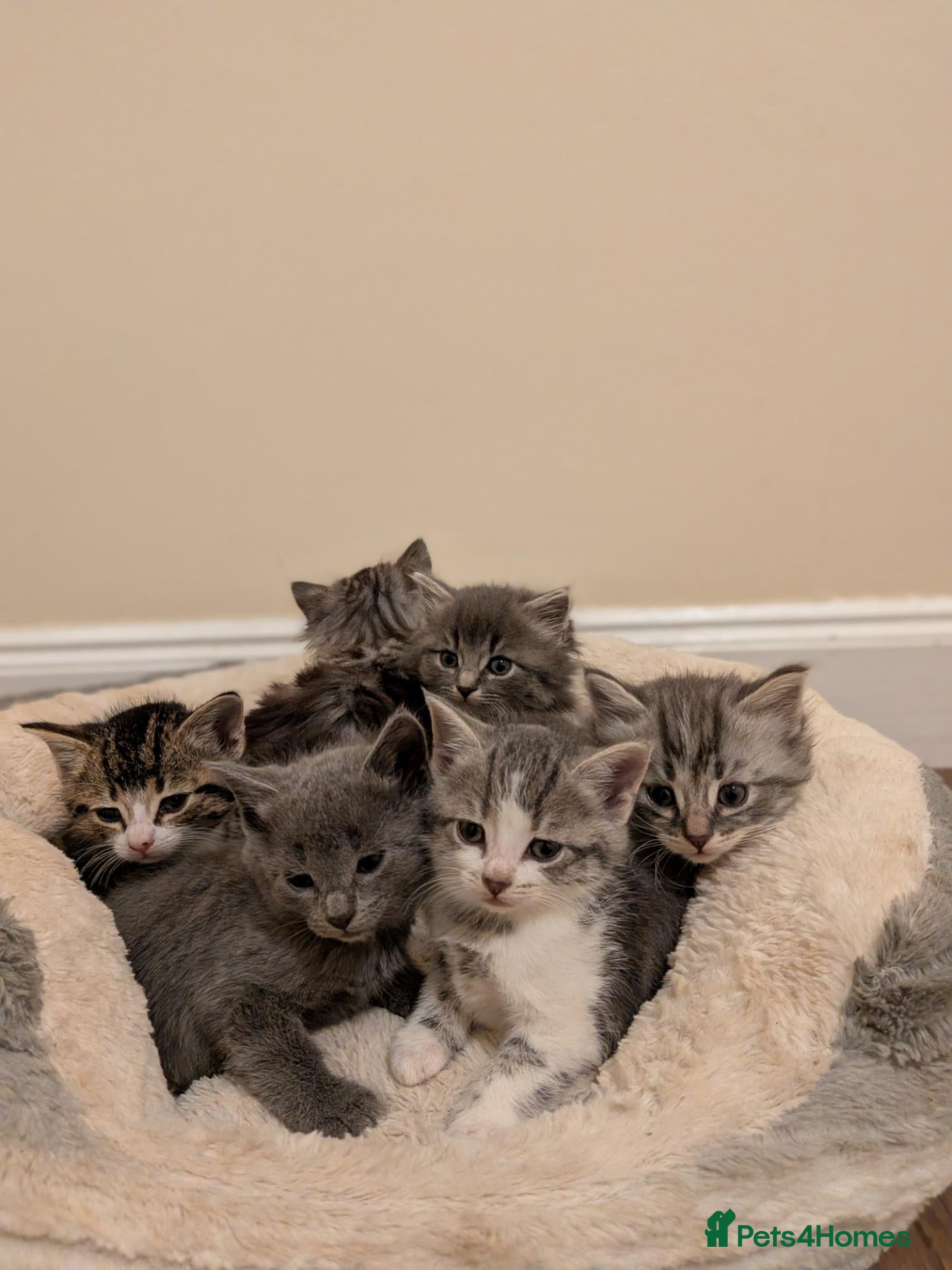 Mixed Breed cats Mixed breed kittens  - Advert 17
