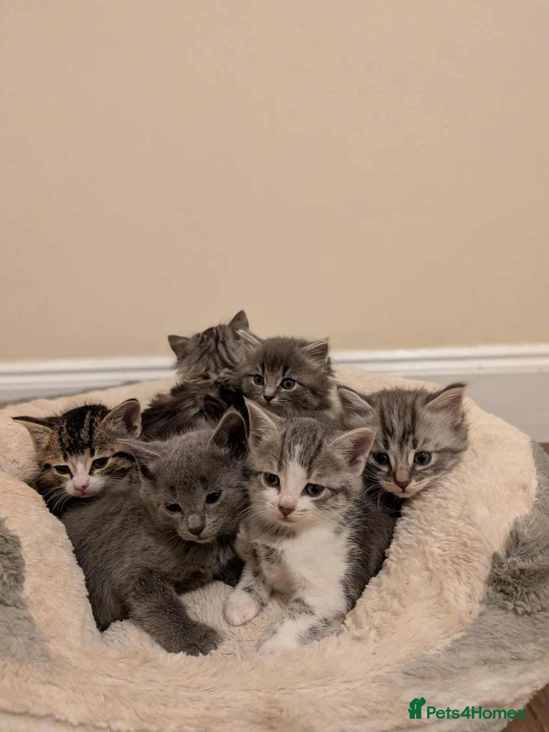 Mixed Breed cats for sale: Mixed breed kittens  - Advert 1
