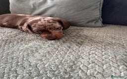 Miniature Dachshund dogs for sale: Mini Dachshund puppies   - Image 9