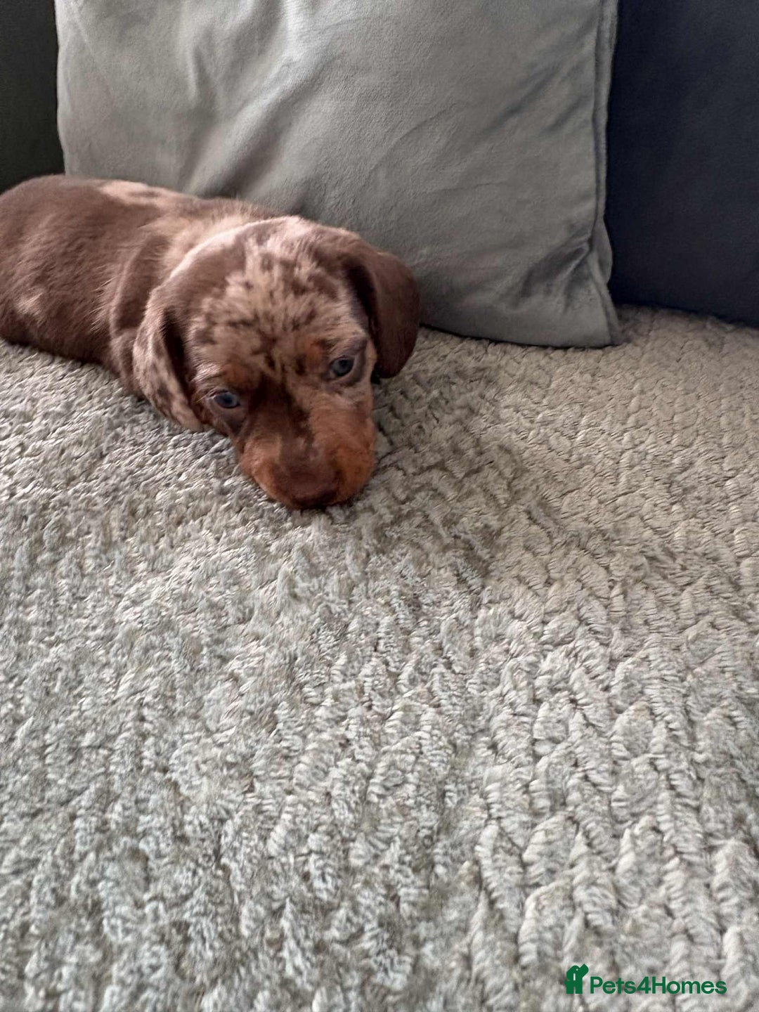 Miniature Dachshund dogs for sale: Mini Dachshund puppies   - Image 9