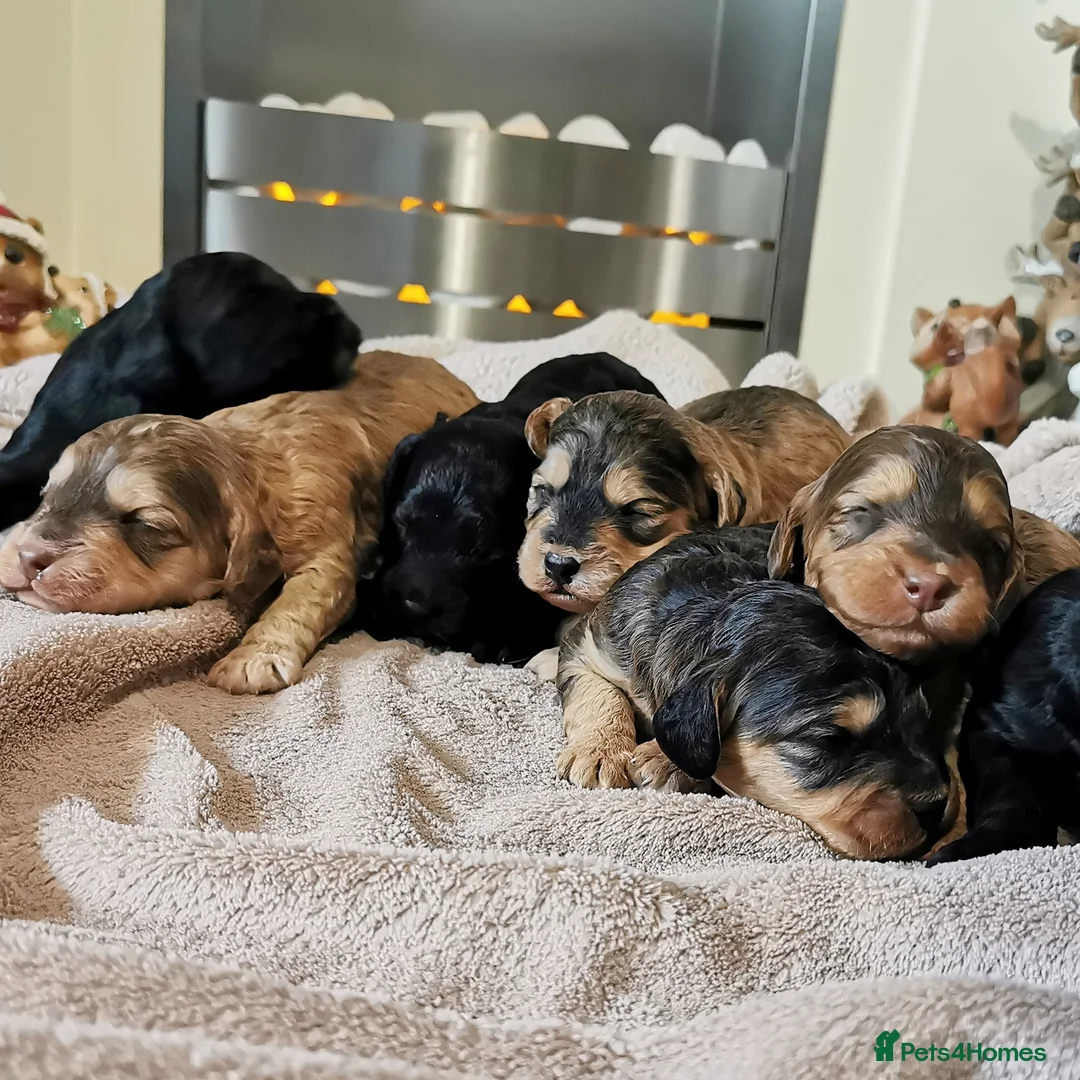 Miniature Poodle dogs for stud: Miniature Poodle DNA tested Stud. Apricot in Pershore - Advert 12