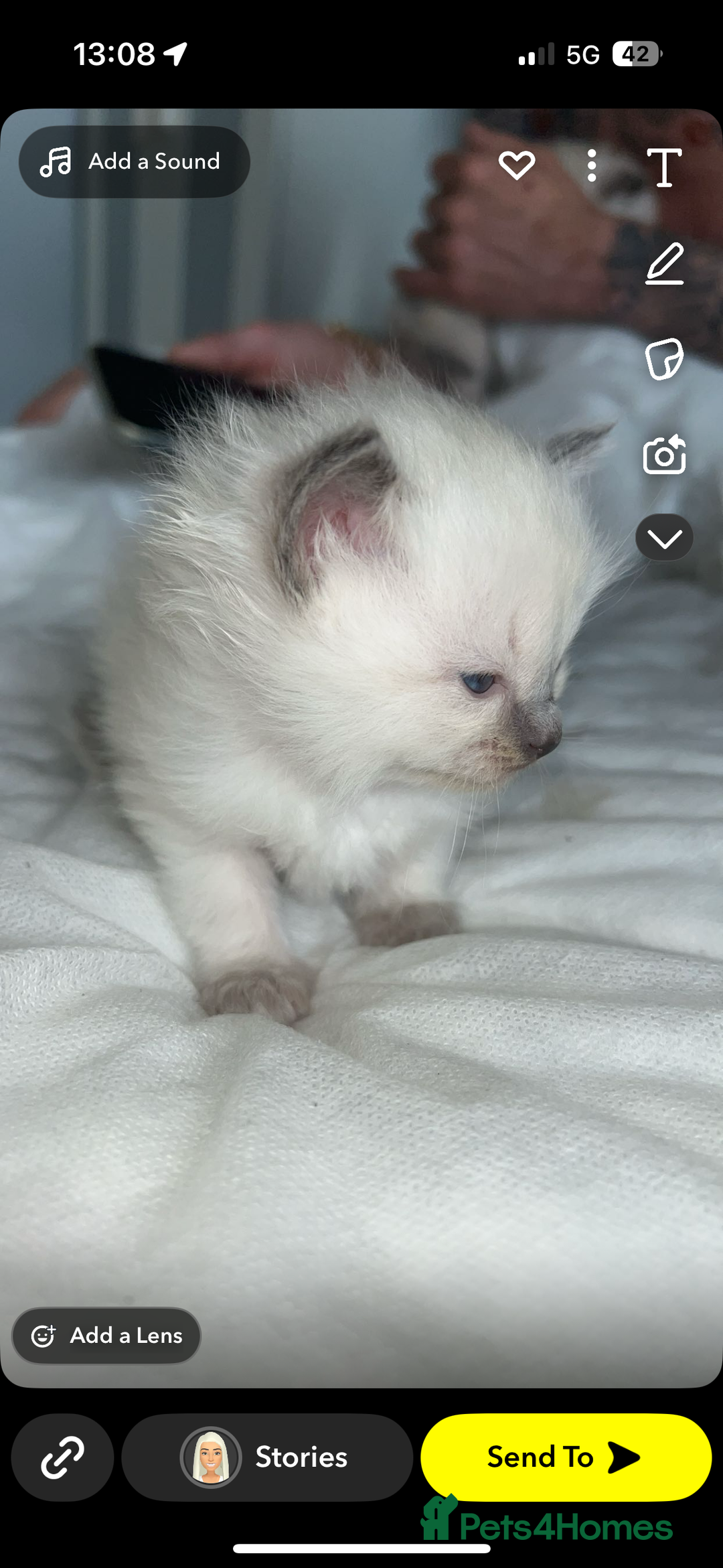 Ragdoll cats for sale: Ragdoll kittens - Image 5