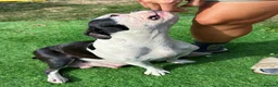 Boston Terrier dogs for sale: 5 KC Boston Terriers  - Advert 18