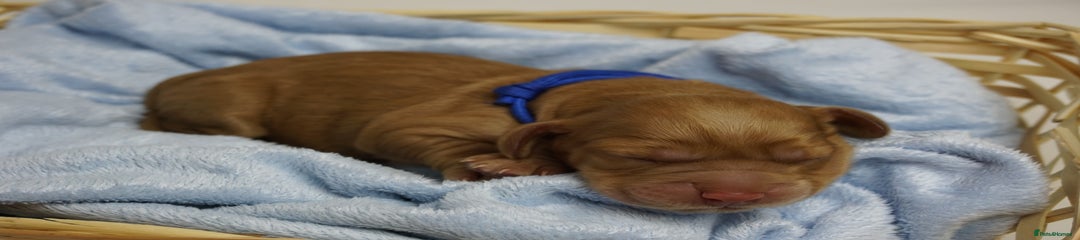 Golden Cocker Spaniel  Puppy 3