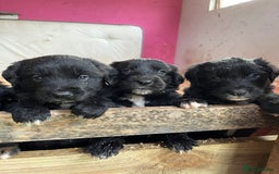 Mixed Breed dogs for sale: Golden retriever/Collie Mix pups - Advert 6