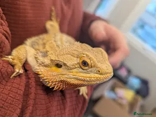 Bearded Dragon reptiles Bearded dragon. Very friendly. Stunning beardies! - Advert 5