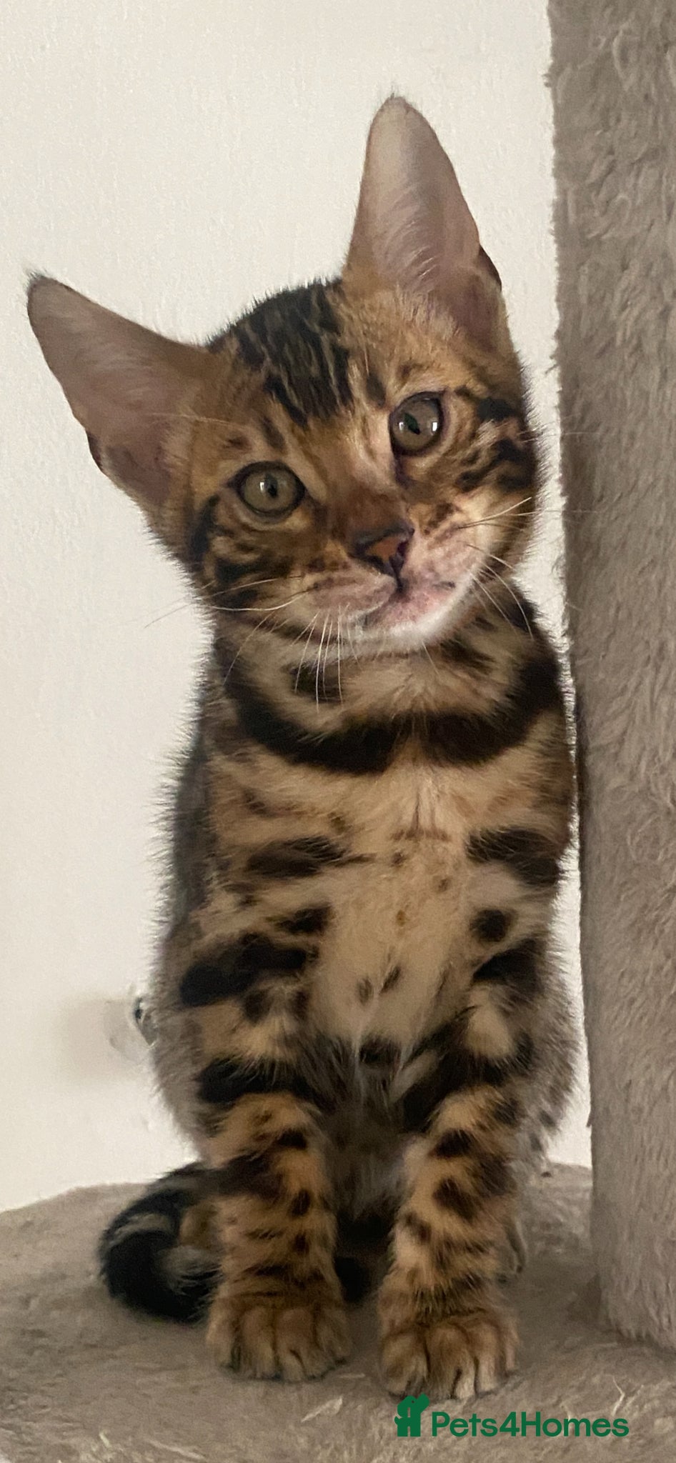 Bengal cats Bengal Wonderful Kitten.TICA registered😸😽😻✨✨✨ - Advert 2