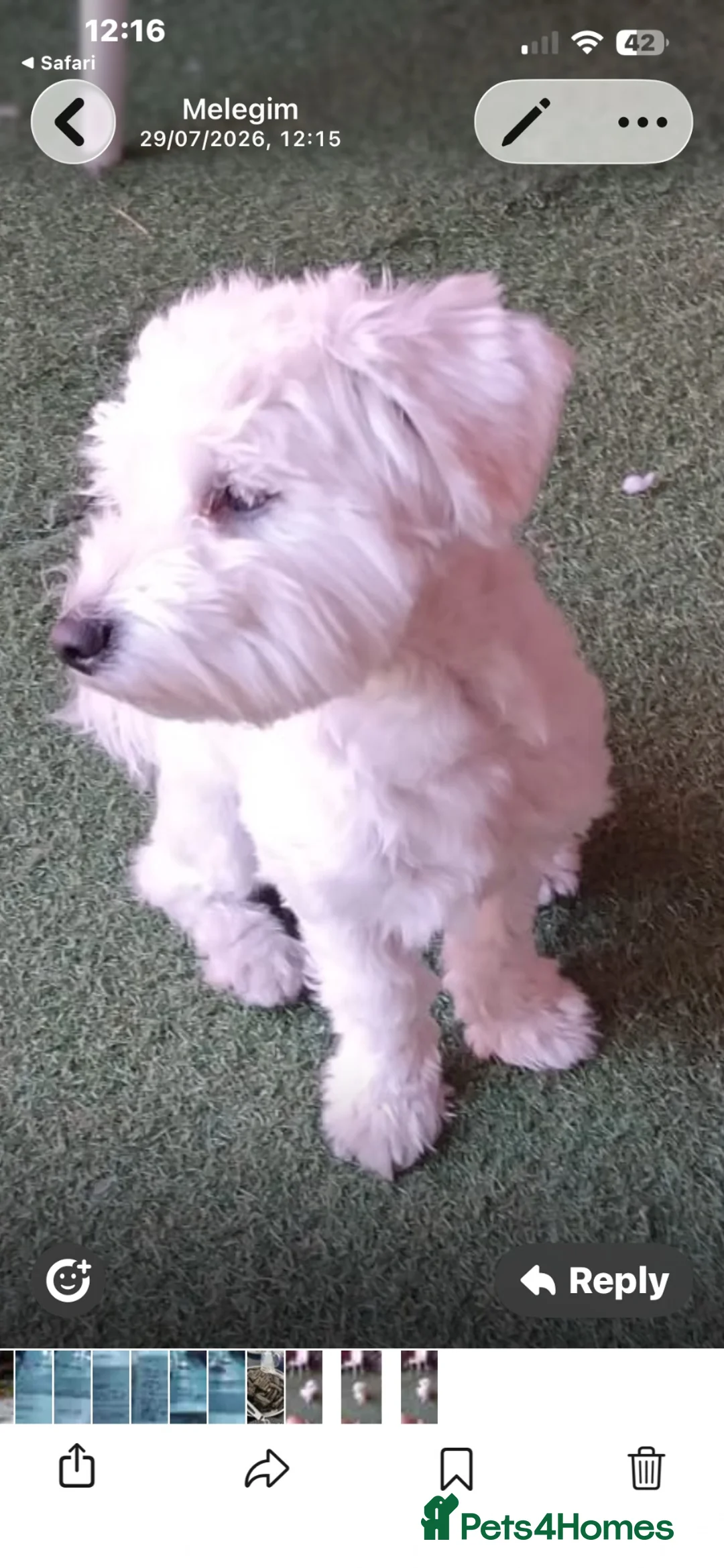 Mixed Breed dogs for sale: This little maltese puppy need to go good home in Ilford - Advert 1