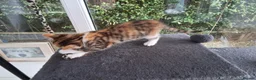 Mixed Breed cats for sale: RARE Tabico kittens 😻 Calico Tabbies  - Advert 21