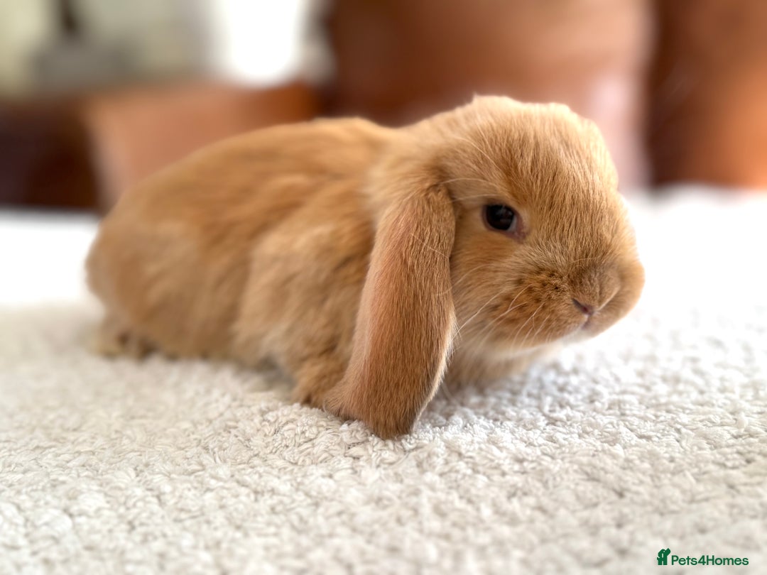 French Lop rabbits for sale: RESERVATIONS OPEN - Beautiful Baby French Lops - Image 7