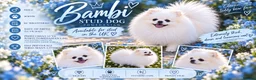 Pomeranian dogs for stud: Top quality WHITE Pomeranian ukr x korea x rusk KC - Advert 1