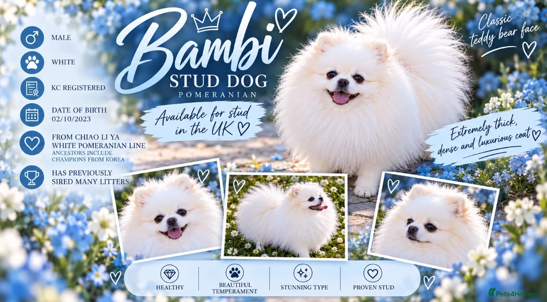 Pomeranian dogs for stud: Top quality WHITE Pomeranian ukr x korea x rusk KC - Advert 1