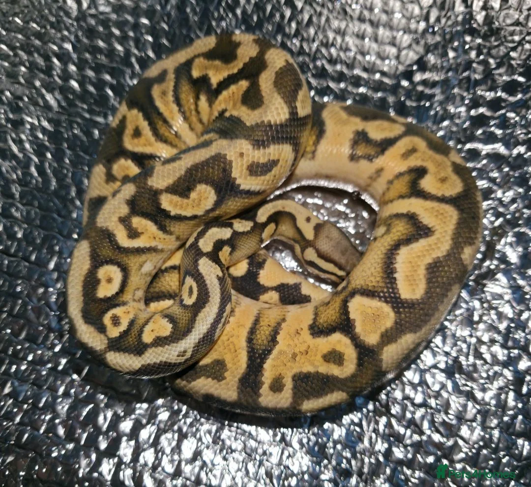 Python Snake reptiles for sale: Mixed Ball Python Sale - Advert 11