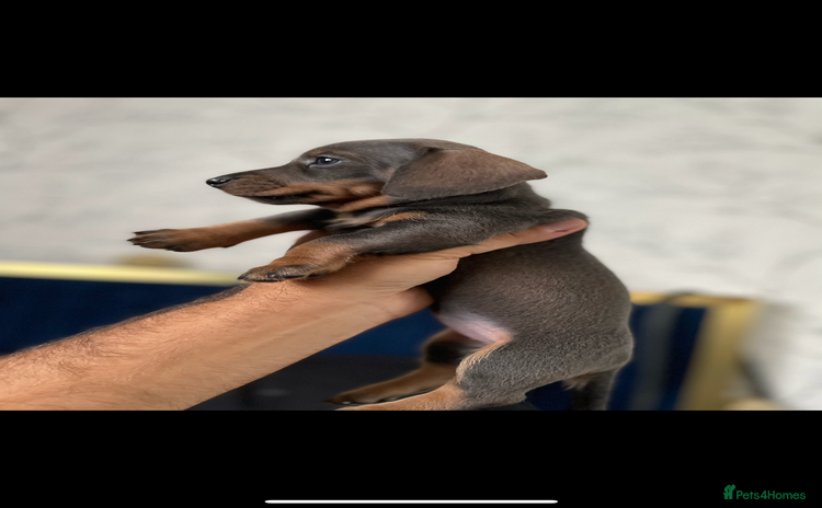 Miniature Dachshund dogs READY TO LEAVE NOW ✅ Minature dachshunds🐶  - Advert 8