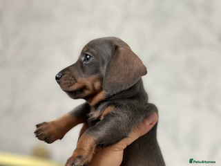Miniature Dachshund dogs READY TO LEAVE NOW ✅ Minature dachshunds🐶 - Advert 17