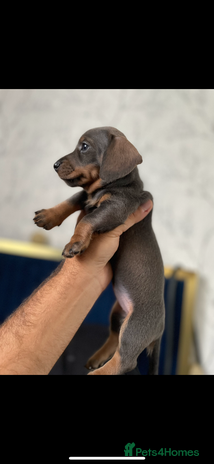Miniature Dachshund dogs READY TO LEAVE NOW ✅ Minature dachshunds🐶 - Advert 8
