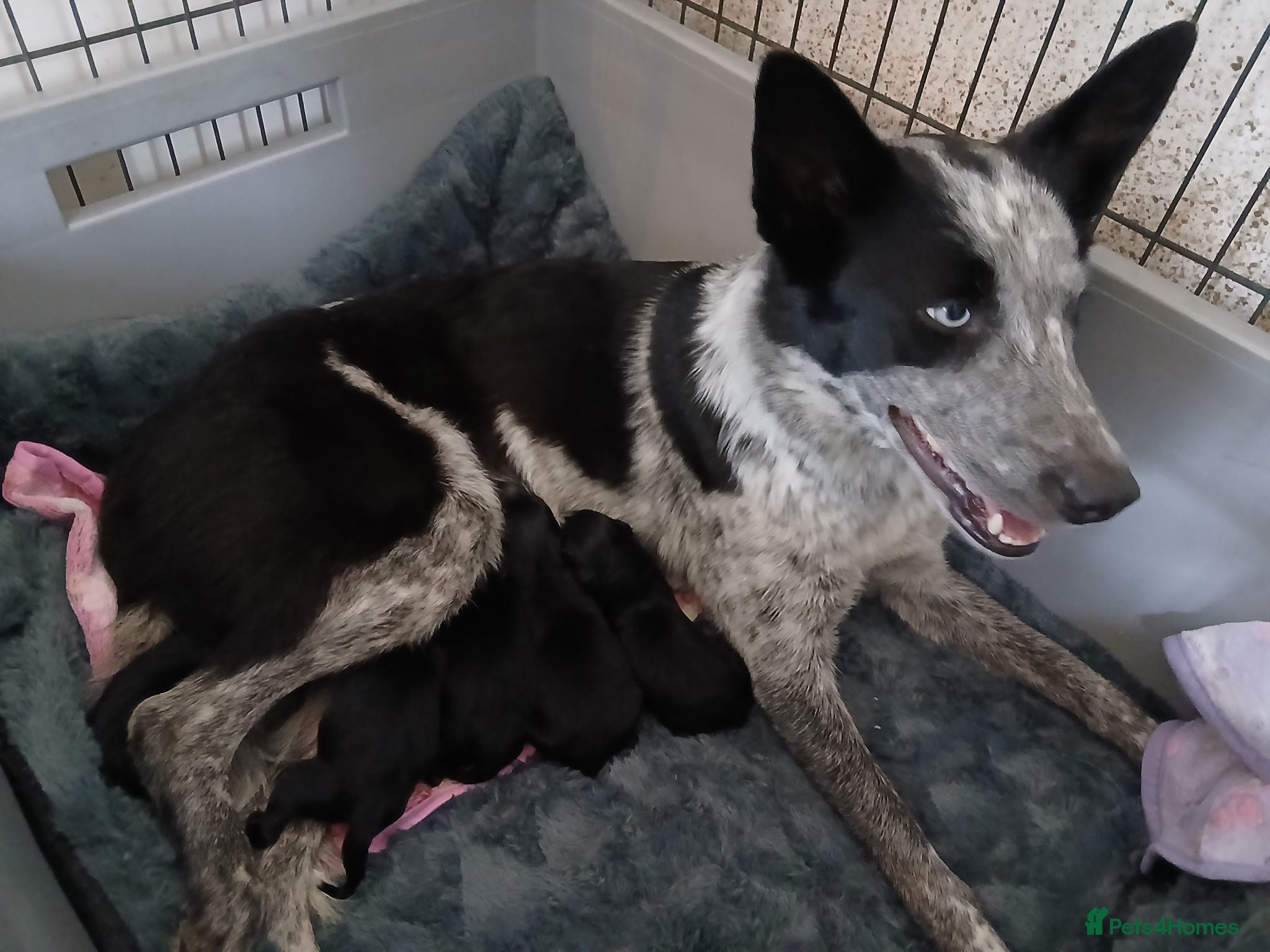 Mixed Breed dogs 2 lovely working collie/kelpie male puppies 4 sale - Advert 1