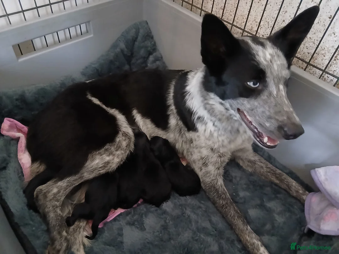 Mixed Breed dogs for sale: 2 lovely working collie/kelpie male puppies 4 sale - Advert 1
