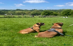 Bullmastiff dogs for sale: Beautiful Bullmastiff girl - Image 13