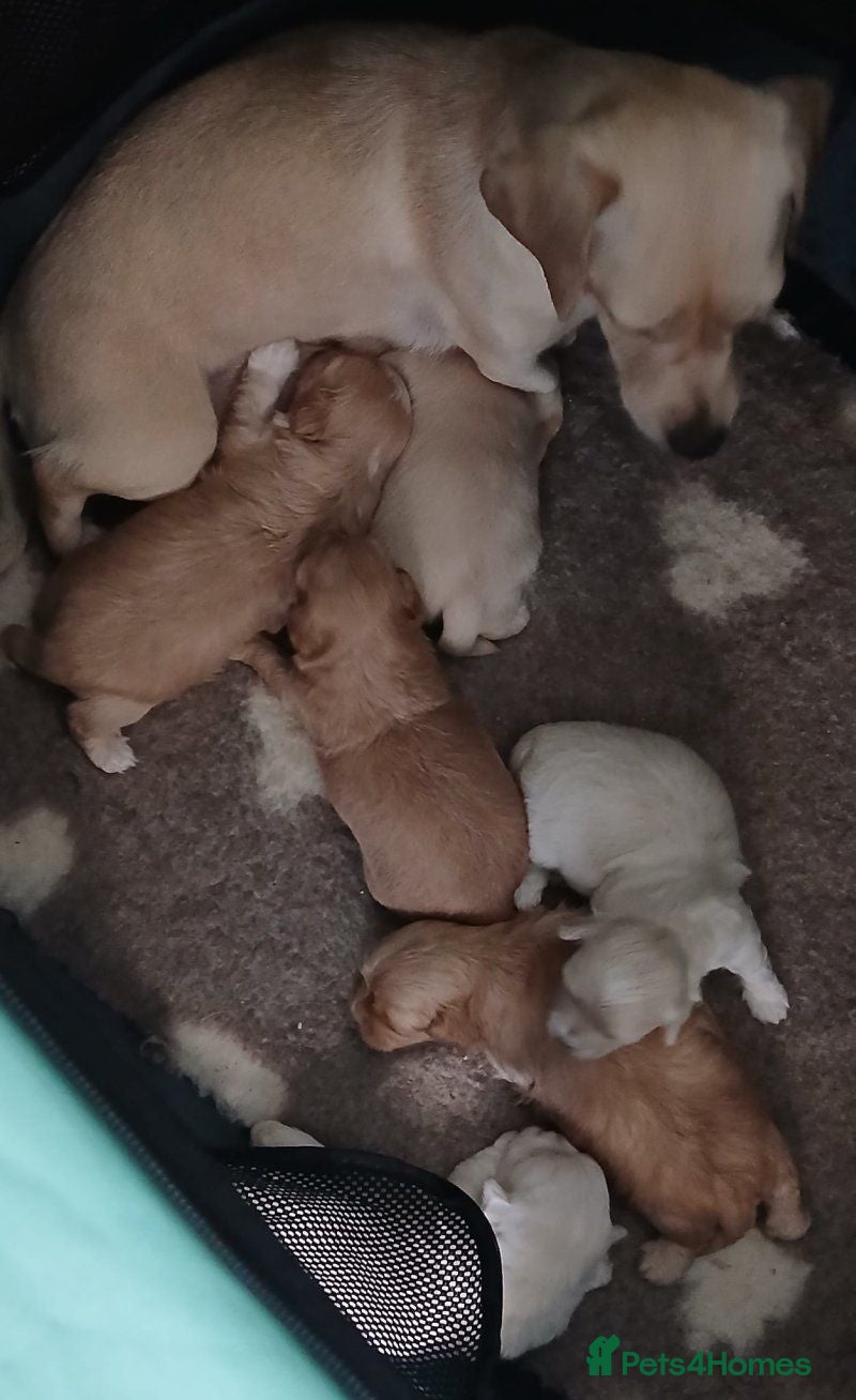Maltipoo dogs Beautiful Maltipoo Puppies for sale. - Advert 7