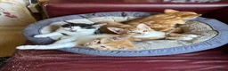 Mixed Breed cats for sale: KITTENS: 3 ginger males and one black white female in Manchester - Advert 3