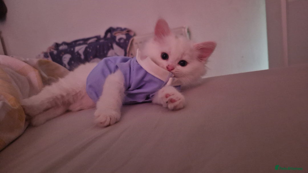 Maine Coon cats for sale: Maine coon - Image 7