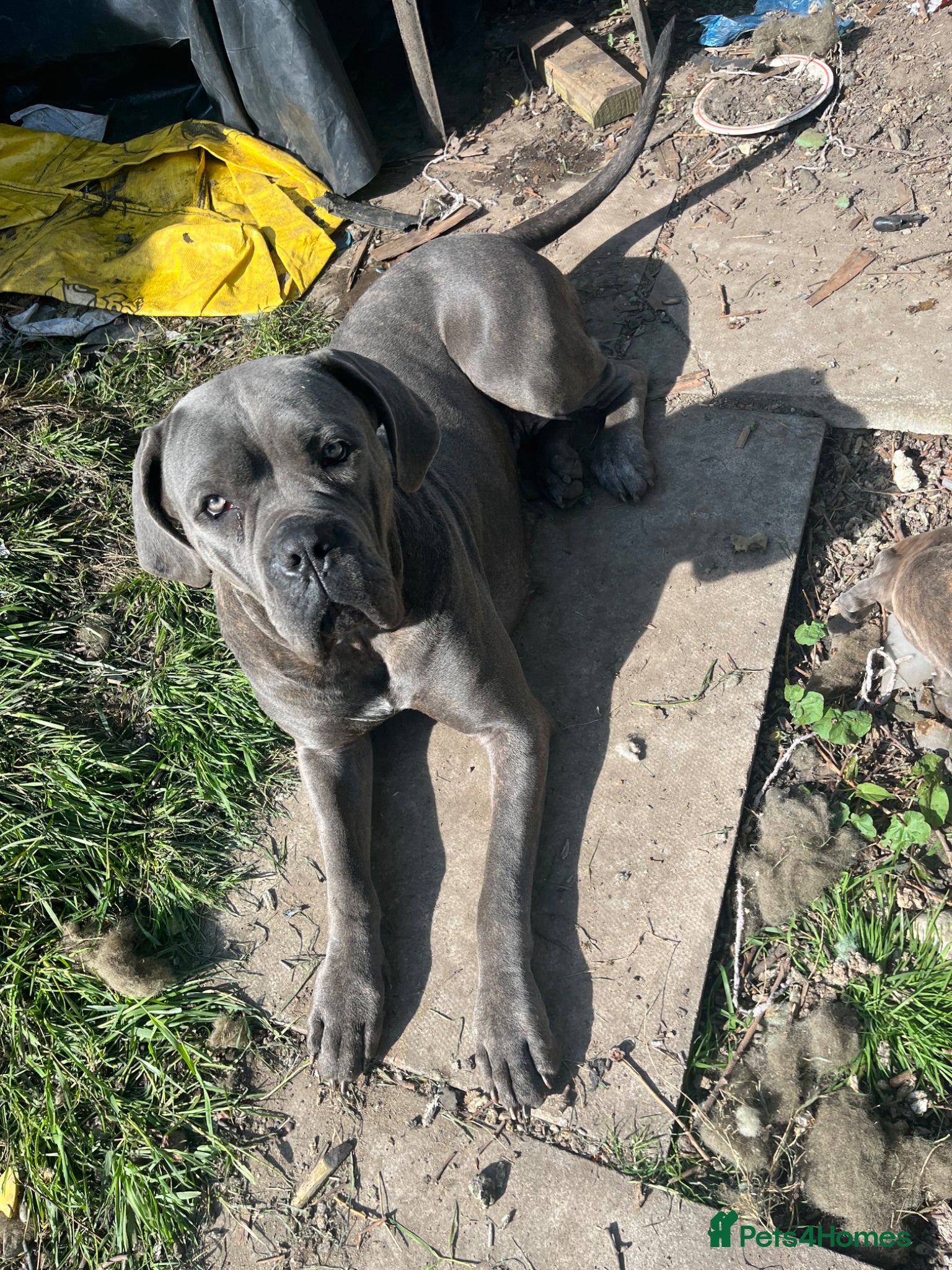 Cane Corso dogs Turner Hooch puppies Italian Mastiff Cane Corso - Advert 2