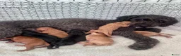 Cavapoo dogs for sale: F1B Cavapoo pups looking for their forever home in Cheltenham - Advert 20