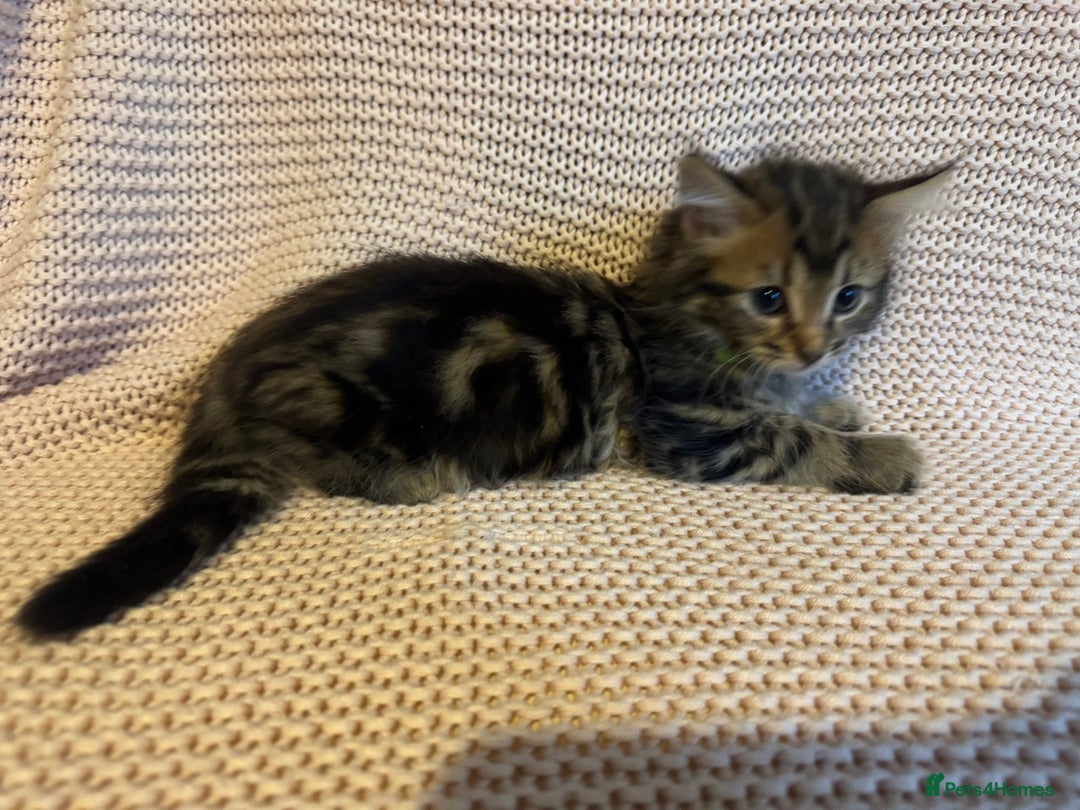 Maine Coon cats for sale: Maine Coon Bengal Cross - Advert 10