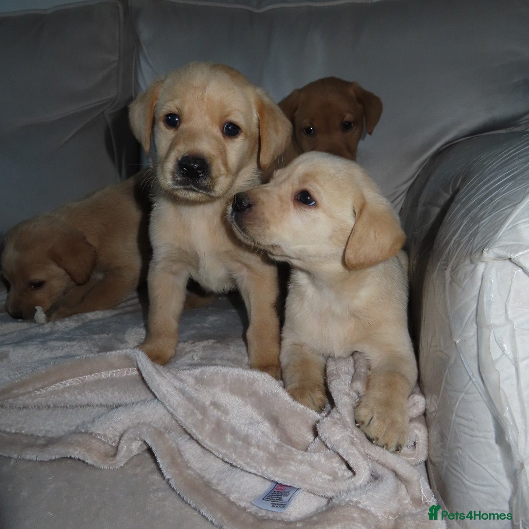 Labrador Retriever dogs for sale: Beautiful Labradors for sale  - Advert 8