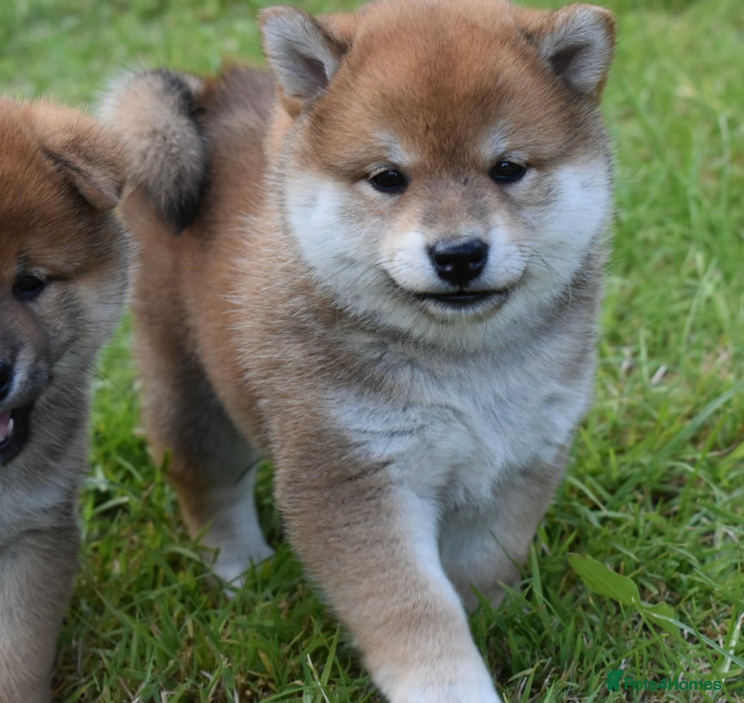 Japanese Shiba Inu dogs for sale: Beautiful Japanese Shiba Inu Puppies - Image 5